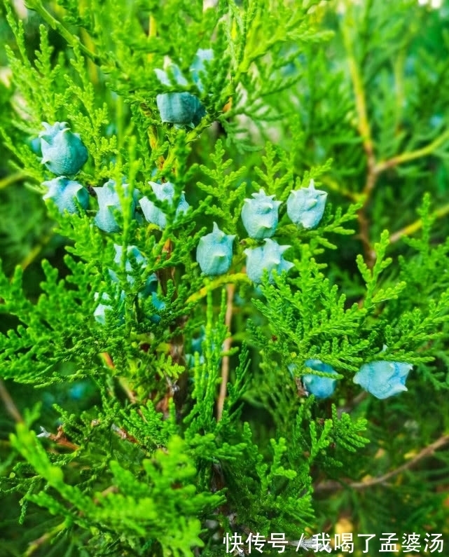 旅行识花，它开花像花又似果，墓地陵园最多却少有人见过它