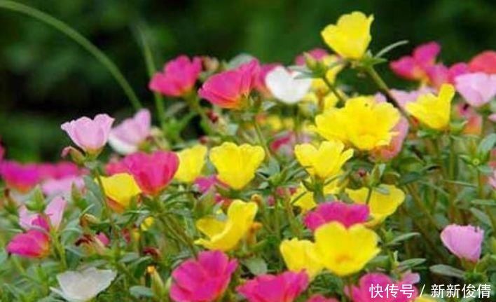 爆盆|有钱人都养4种花,开花爆盆花期长,花大色艳真漂亮,谁养谁上瘾