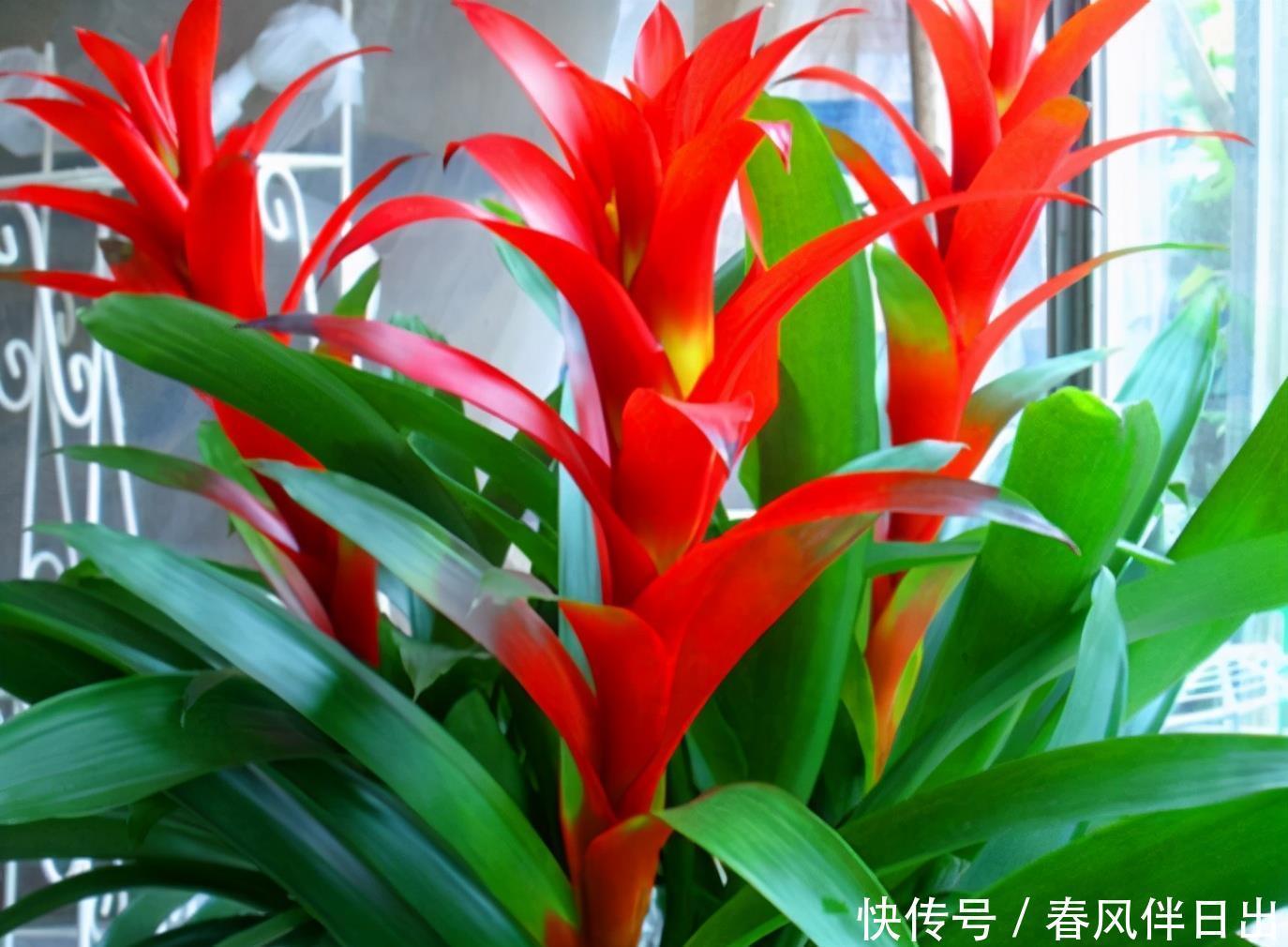 年底养花,入手4种“开运花”,寓意是真好