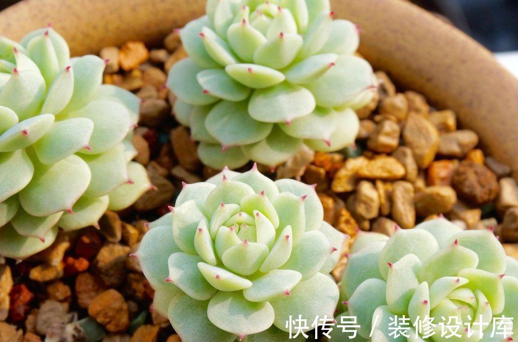 7种多肉“最难养”，一进夏天就挂，新手慎入