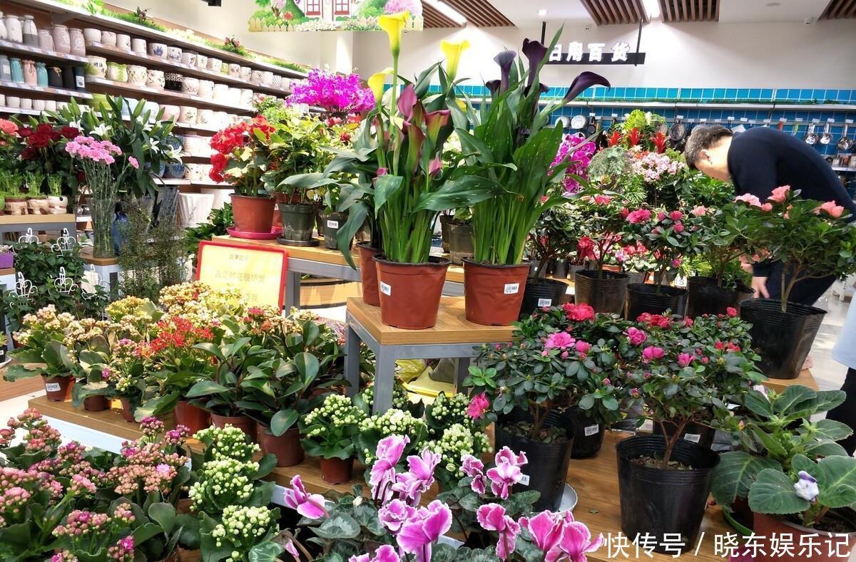 入冬后,想养3种“年宵花”建议早点买,晚了花钱多,还不合适