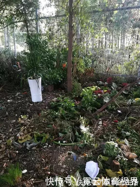 回家|垃圾桶里一堆“贵货”花，丢人也要捡，带回家就开花