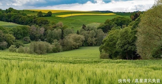 黄莺&九首田园诗词槿花篱落竹丝长,垂垂山果挂青黄!
