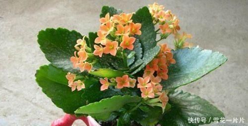 种花|家里有空盆这“4种花”现在栽一盆,一入秋就“开成大花球”