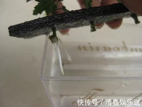 泡水|3种枝条泡水里,10天长根,一次开花100朵,水培成活率更高!