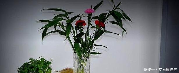 连细菌都“害怕”的3种花,远离病菌侵犯,家里该多养几盆