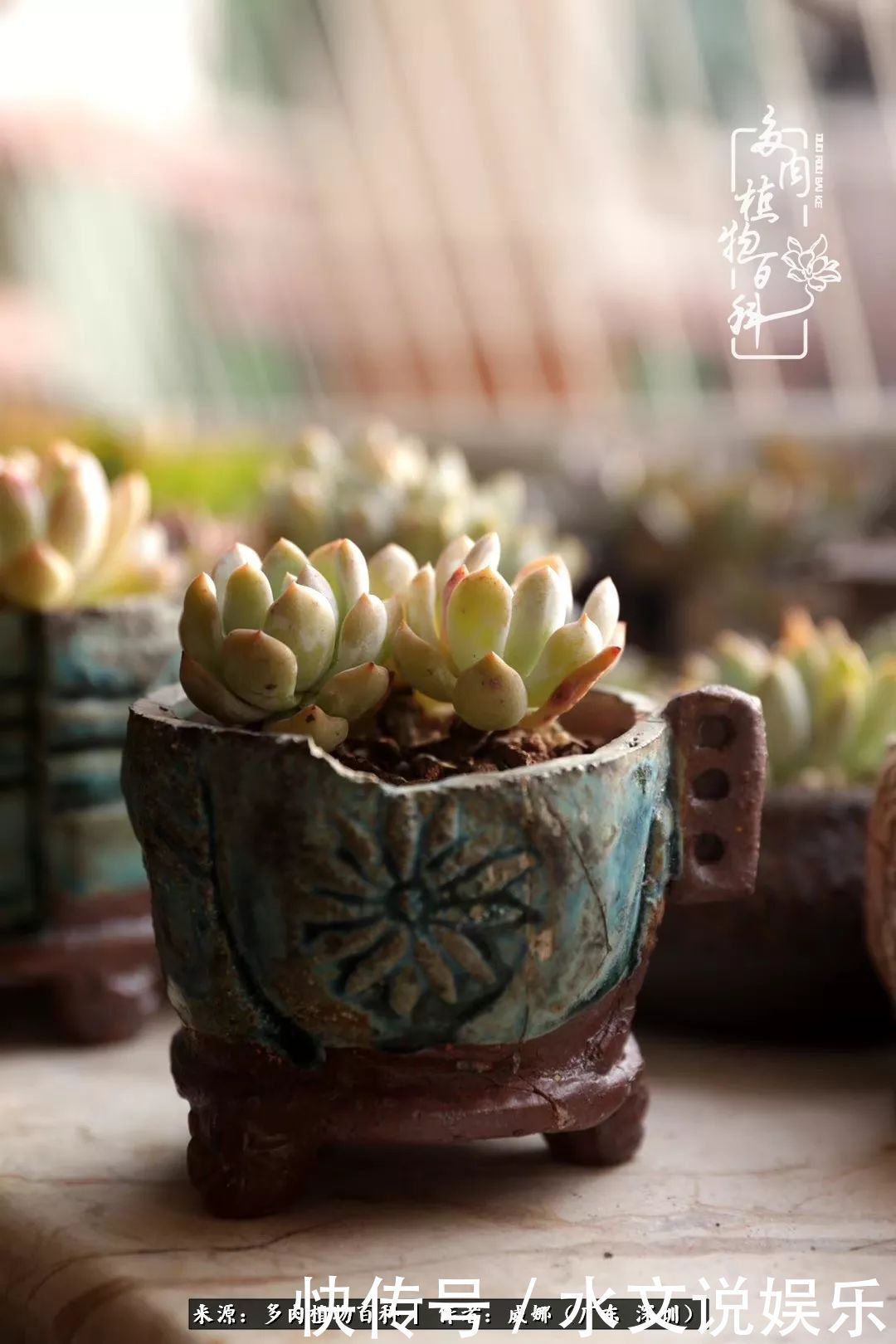 日子|笼子里露养的多肉,越养越美!有多肉的日子伴着小确幸!
