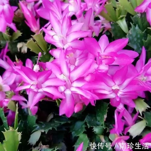 陈芝麻|5种粉末效果惊人，老花匠都爱用，撒盆里不黄叶，狂开花！