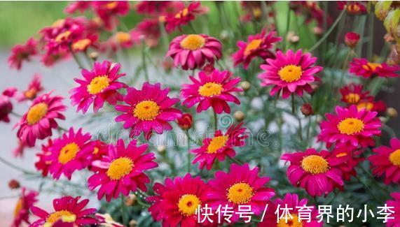 盘点一下今年被我养挂掉的花，品种不多，第6种现在还觉得很可惜