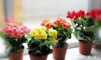 叶子|只需一片叶子就能长到“爆盆”的4种盆栽