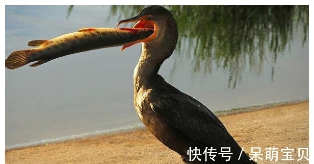 鸬鹚的“悲哀”！巨嘴能生吞3斤大鱼，却不知道鱼的味道