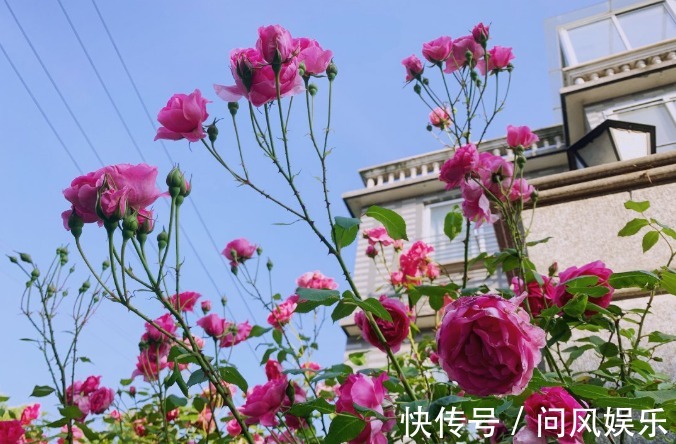 月季原来晒不死，就怕会缺水，缺水必死无疑！