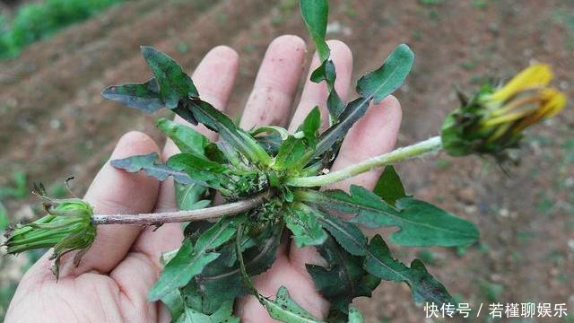 寒性食材|蒲公英和它很“般配”，坚持泡水喝，排肝毒降肝火，皮肤也变好了