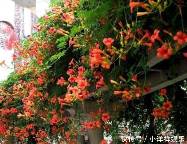 有3种夏季开的花,此时咔嚓“剪两刀”,侧枝变多,开花会更旺盛