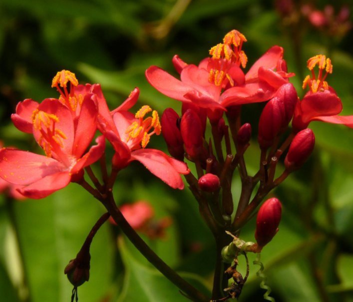 4种花“花期超长”，随便养一种，赏花赏一年，你养了吗