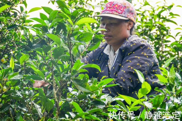 拉祜族|云南最有钱的村藏在大山深处，家家都是千万富翁，满山都是摇钱树