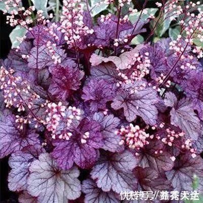 零下|矾根的叶子比花还美,好看又抗冻,零下十几度照样色彩斑斓
