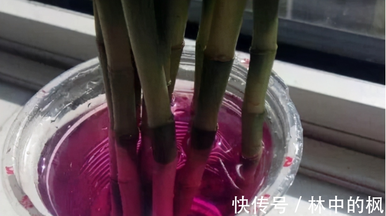 错过了自制肥就别再错过用药物养花了,效果好,还能马上用