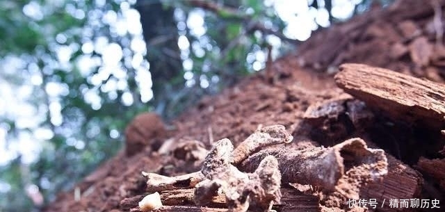 曹操|史上最牛的盗墓贼不是曹操、孙殿英，而是连盗17座皇陵的他