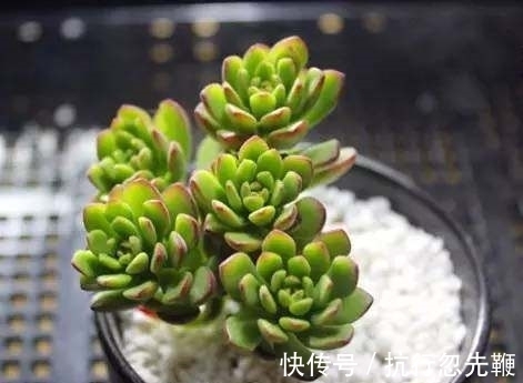 多肉植物“多头”分身秘籍