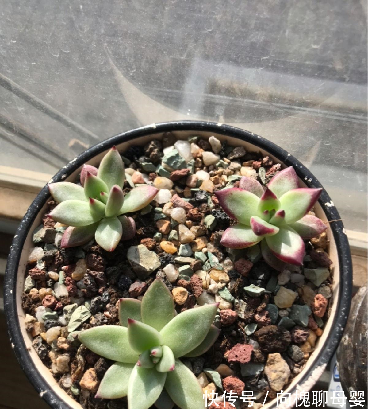 花花|最难养的9种多肉,生病了难“医治”,新手轻易别碰