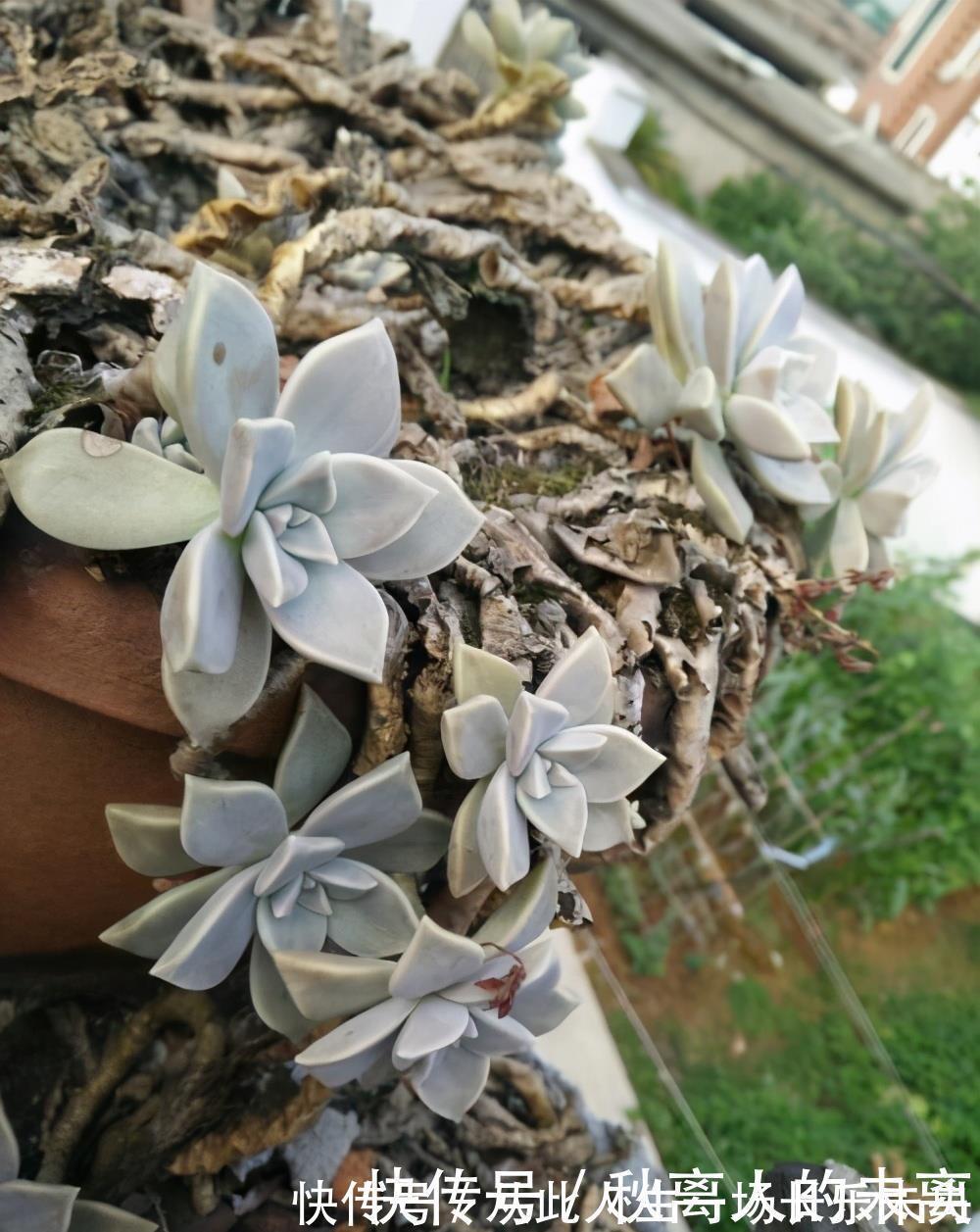 玉树|这6种植株,不浇水反而爆盆,新手赶紧养起来吧