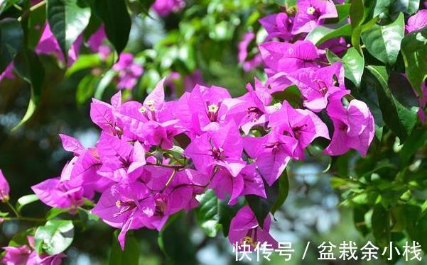 磷酸二氢钾|三点做不好,三角梅盛花期无花可开,好看的三角梅都是别人家的