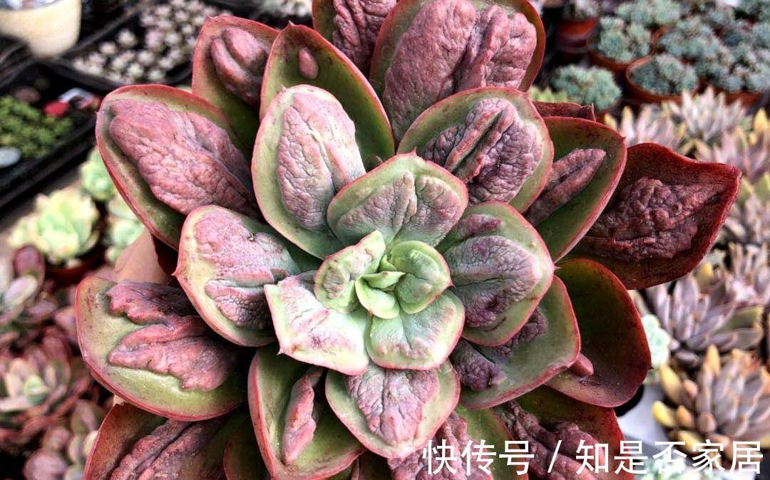 多肉植物狂野男爵，原始野性而又非主流，第一印象确实有点丑