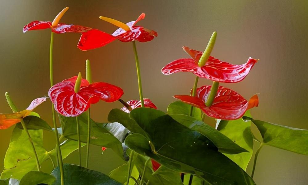 10种“旺运花”开花红艳艳,现在养一盆,春节刚好开,红火显富贵