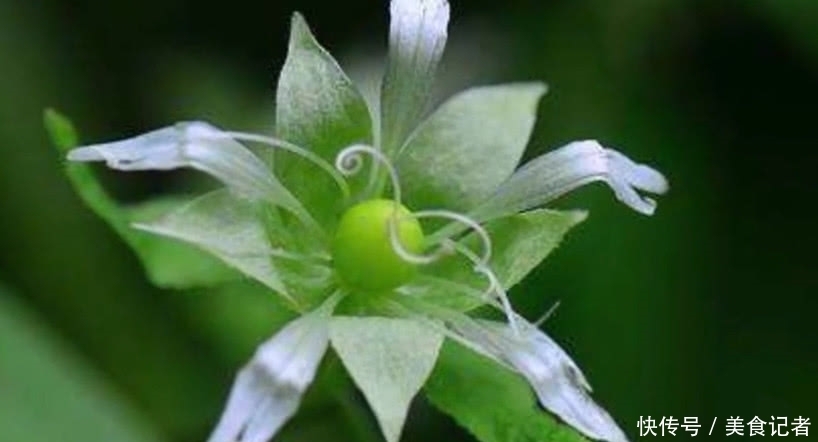 农村|人称“筋骨草”熬汤服用能舒筋活血,农村随处可见城里人不认识