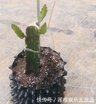 能吃能观赏的火龙果,如何盆栽教你两招,来年还能吃上果实