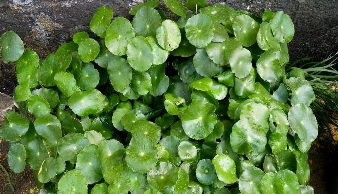 女性|女性爱美要多吃3种食物,排毒消脂,美容护肤、延缓衰老