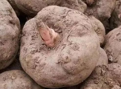 莲雾|对身体最好的三种食物，补充身体营养，淡化皱纹