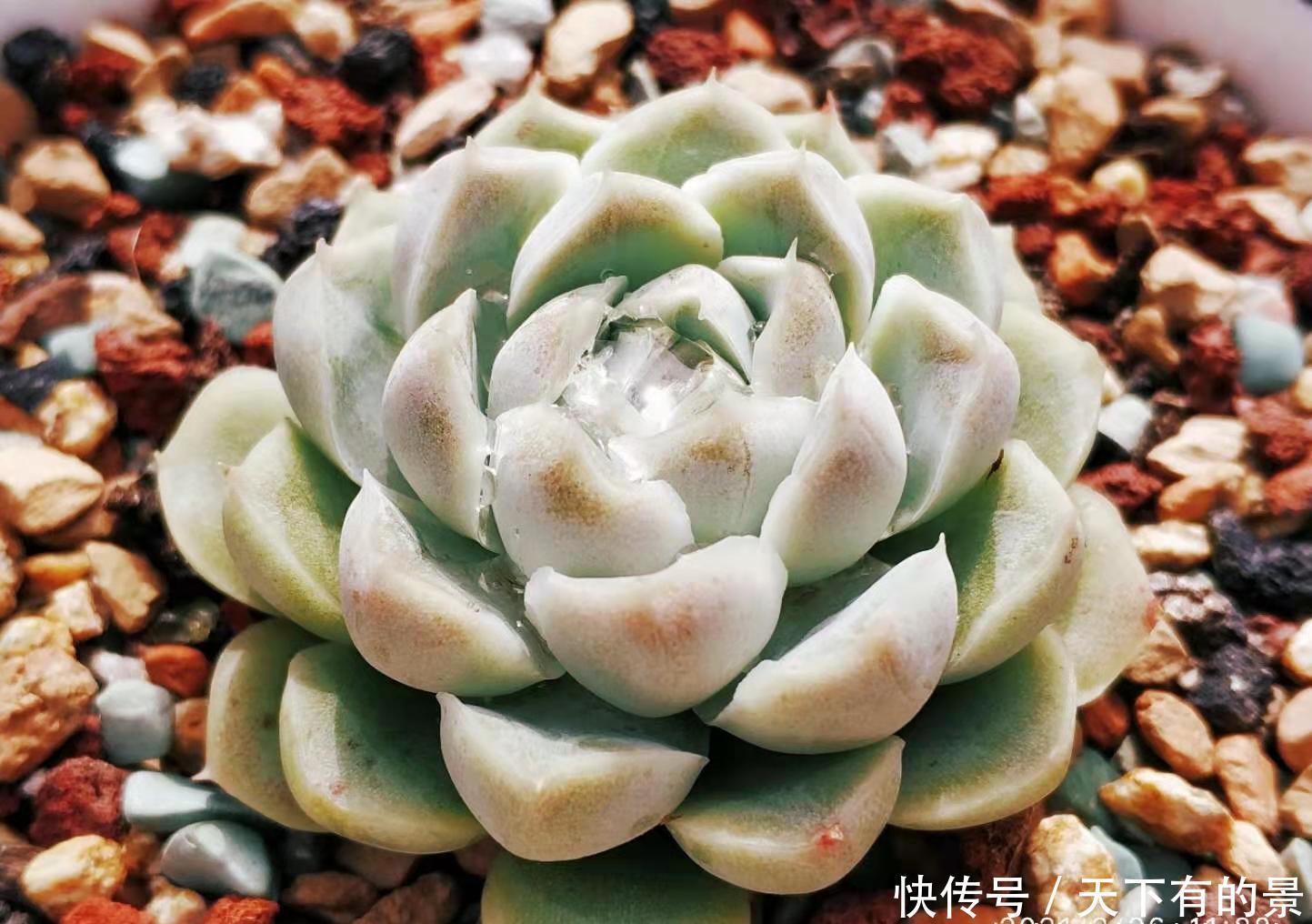 多肉叶插的时候叶片还没出根和出芽应该怎么弄？需要照射散光吗？