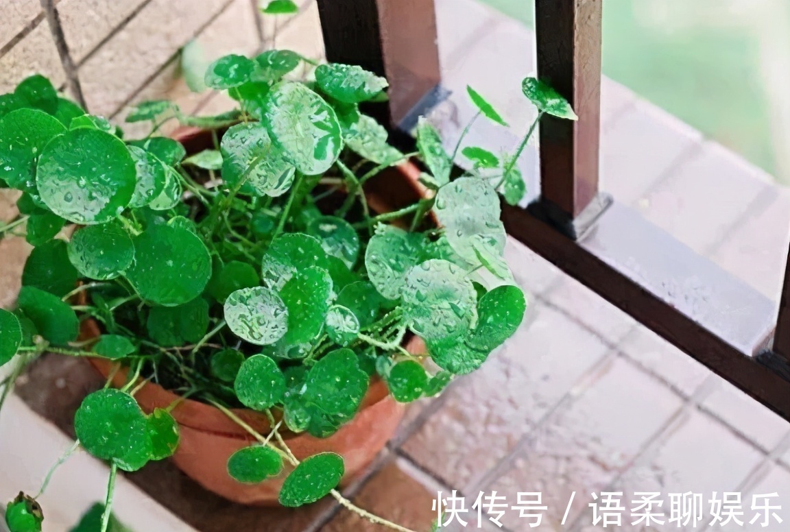 光照|总结养花“十大问题”,只要学会,你就是养花大神