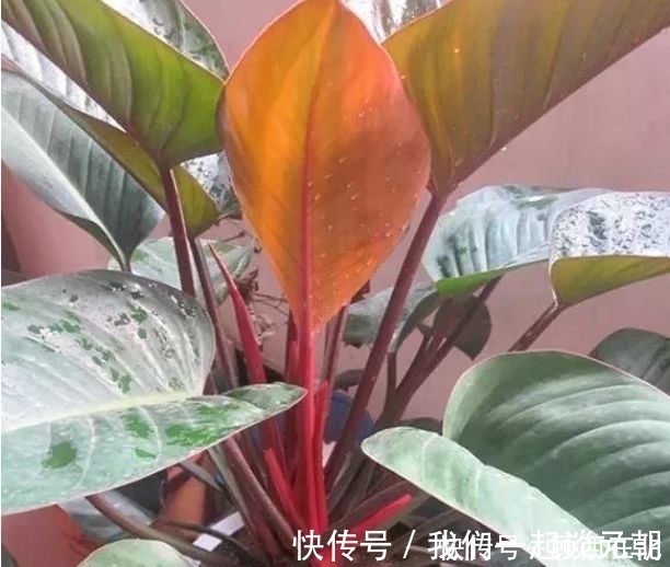 芦荟|最吸“油烟”的花,厨房养2盆,漂亮又净化空气,还能蹭蹭长!