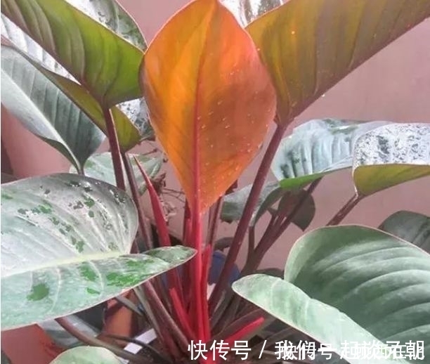 芦荟|最吸“油烟”的花，厨房养2盆，漂亮又净化空气，还能蹭蹭长！