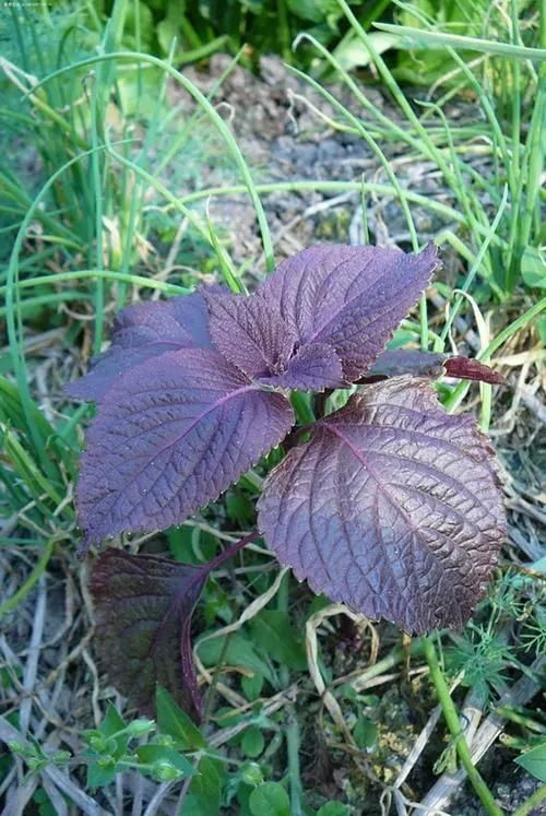 爽口|11种常见野菜，比青菜还爽口，随便挖一把，解腻又养人