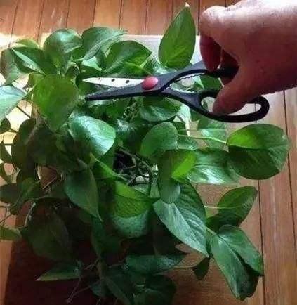 家有长寿花,还没“修剪”小心晚了时间,秋天不开花!