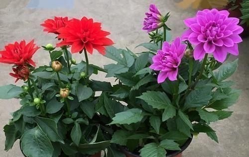 八种以牡丹命名的花卉,开花鲜艳漂亮,颜值高,值得养