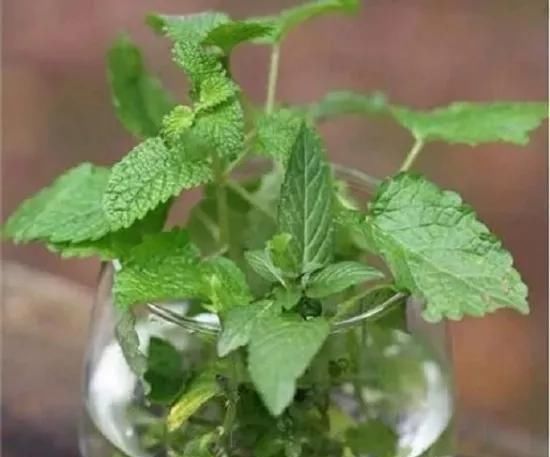 养花爱好者看过来这15种花现在“扦插”,生根快,一个周就长芽