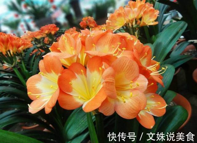 婆婆总在花盆挖坑埋垃圾,难怪君子兰疯狂爆盆,叶片绿的能滴油!