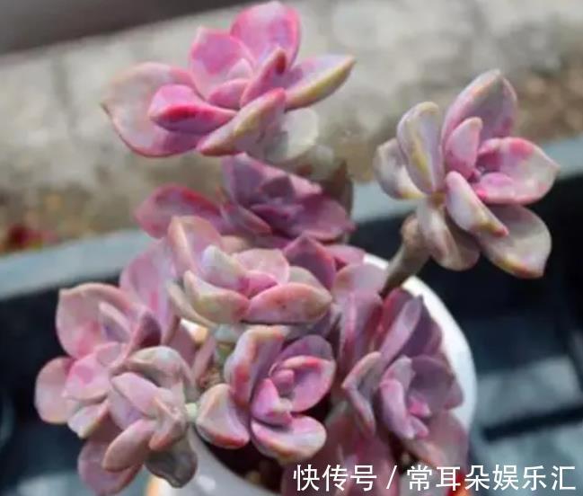 家里有个小阳台,摆上几盆多肉紫乐,颜色梦幻长成悬崖桩