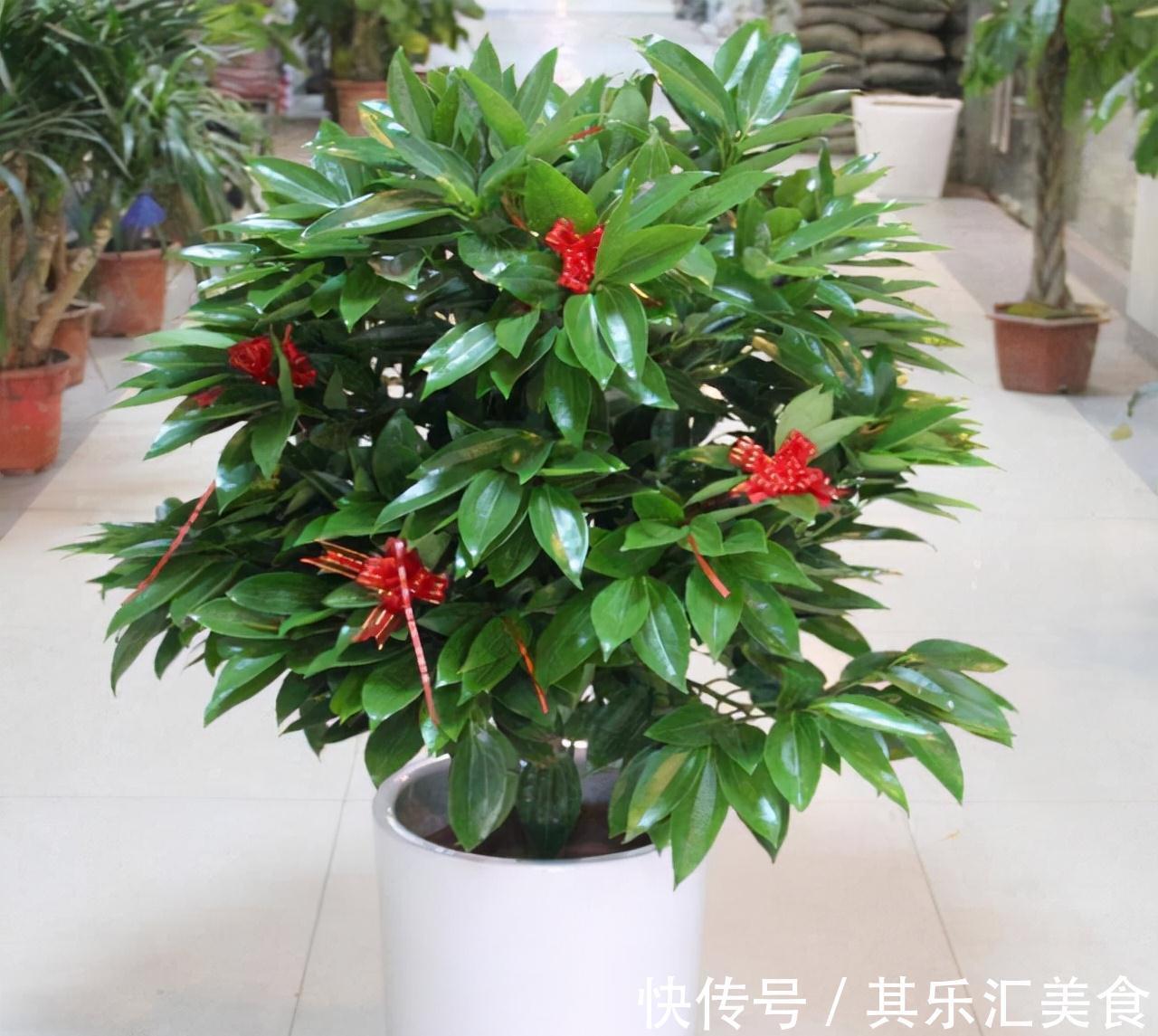 有3种花，花开满室很好打理，名字很吉祥喜庆能净化空气