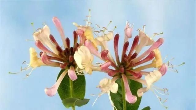 肝硬化|肝脏开始变硬，身体一般会有4种症状，若没有，恭喜肝还算不错