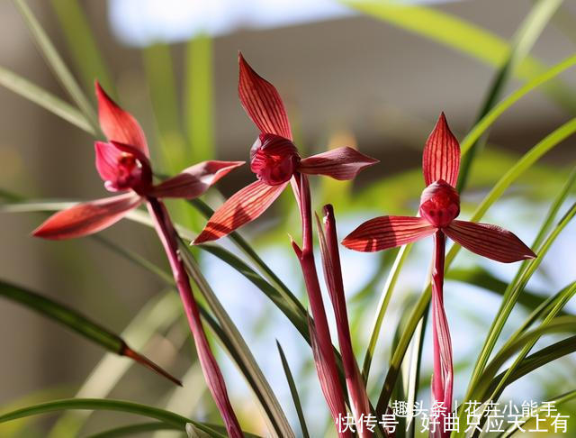 提醒大家见到此兰花,别犹豫,因为它能香整条街,非常好养易活