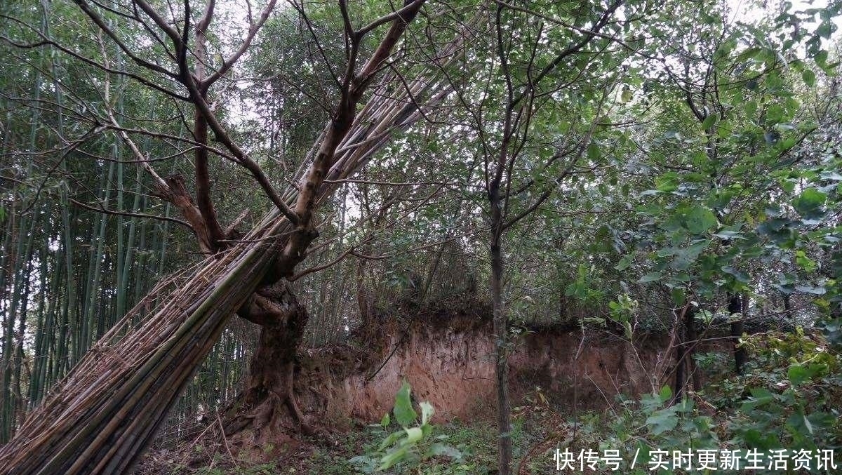 遗址|考古发现麦城遗址，关羽败亡另有主因，与蜀汉一“恶习”有关