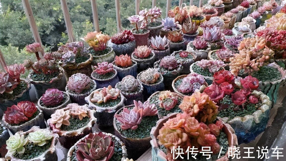 冬天多肉也难养,做到三多三少,状态不减也美艳