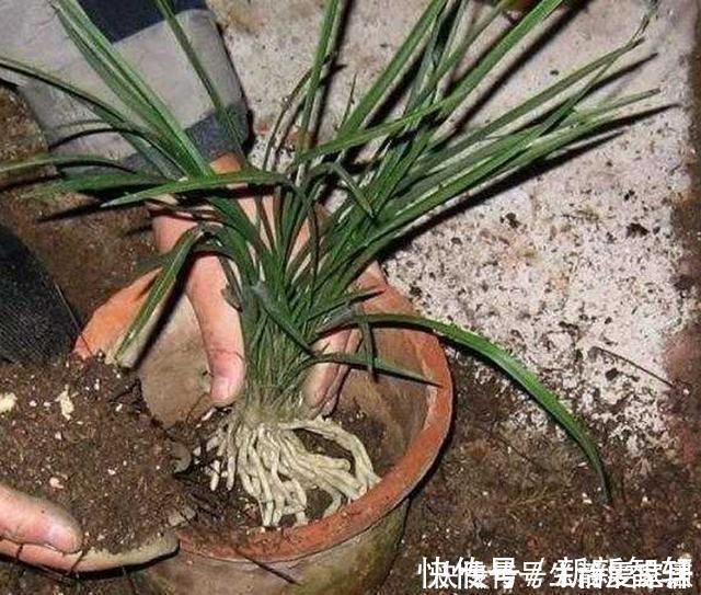 浇水|掌握室内养兰“6要素”,再难养的兰花也不烂根,长势好年年开花