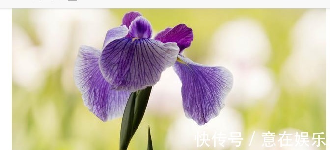 象征着鹏程万里,前途无量,素雅大方的鸢尾花